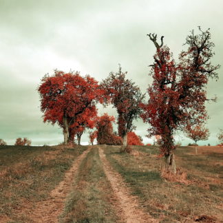 Ein herbstlicher Feldweg führt schnurgerade zwischen Obstbäumen hindurch, deren Laub in leuchtend rötlich bräunlichen Tönen schimmert.