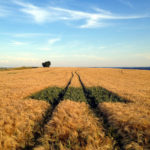 In einem fast reifen Getreidefeld führt eine Traktorspur mit tiefen Furchen durchs Korn auf den Horizont hin. Mittendrin befindet sich ein rechteckiges Stück Land, auf dem das getreide noch grün ist und sich deutlich vom Rest des Bewuchses unterscheidet.