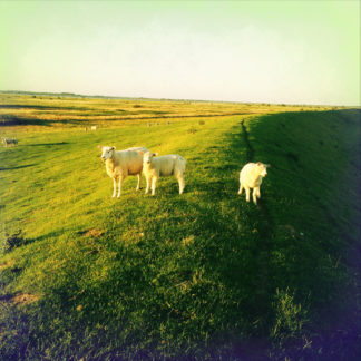Von links mit Sonne beschienener Deich mit drei Schafen, rechts Schattenwurf des Deichs.