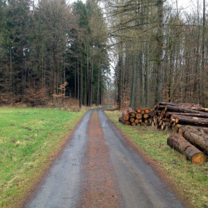 Waldweg mit Holzlagerung rechts und Lichtung links.