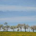 Horizont einer gelblich-grünen Wiese mit noch kahlen Bäumen, die in den milchig-blauen Himmel ragen. Bäume und Wiese belegen das untere Viertel des quadratischen Bildes.