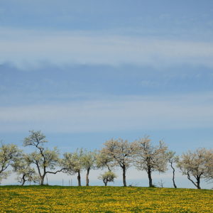 Horizont einer gelblich-grünen Wiese mit noch kahlen Bäumen, die in den milchig-blauen Himmel ragen. Bäume und Wiese belegen das untere Viertel des quadratischen Bildes.