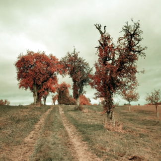 schnurgerader Feldweg führt zwischen herbstlich braun belaubten Bäumen auf wolkenschweren Himmel zu. Rechts ein unheimlich teilkahler Baum, der Vergänglichkeit suggeriert.