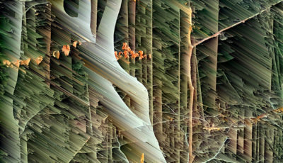 Zerstörerisch zerlegtes Bild eines markanten, sich drehenden Bäumchens. das einst klare normale Foto besteht aus Streifen im 45 Grad Winkel. Dennoch ist das Original deutlich als detailierte Waldszene erkennbar.