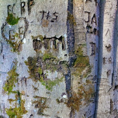 Detailierter Blick auf einen geritzten Buchenstamm mit zahlreichen Verletzungen. Inschriften wie T+S, Zahlen und etwas Moosgrün darinnen.