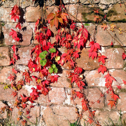 Gezacktes, rotes Laub rankt an rötlicher Sandsteinmauer. Einige grüne Blätter garnieren die Szene.