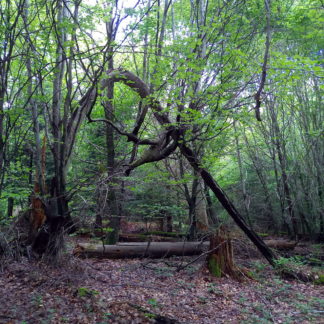 Offenbar durch Windbruch wurde der noch lebende Baum nach unten zu Boden gebogen und bildet einen natürlichen, etwa drei Meter hohen Bogen im frühen, noch lichten Frühlingswald.