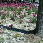 Aufkeimende lila Tulprn in grauem, erdigem Vorgarten. Der rechte Bildrand wird von einem borkigen Baumstamm akzentuiert. Sein Schatten steht quer durch den Garten.