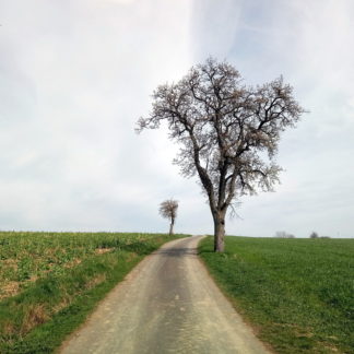 Kalt wirkendes Bild eines großen Birnbaums rechts des Weges, gefolgt von einem fernen, kleinen Apfelbäumchen links des Wegs weiter hinten. Kalte graublaue Farben und etwas Grün.