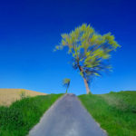 Blau und grün übersättigtes Bild eines einzelstehenden Baums am Wegrand. Durch zerstörerische Bearbeitung wird das Landschaftsfoto zum impressionistischen, strahlenden elektronischen Gemälde.