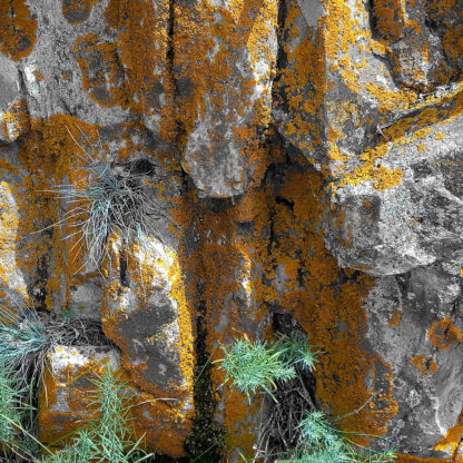 Nah dran mit der Nse an grauem Fels, der von künstlich übersättigt dargestellten Flechten bewachsen ist. In Ritzen wachsen filigrane Pflänzchen mit stacheligen Blättern.