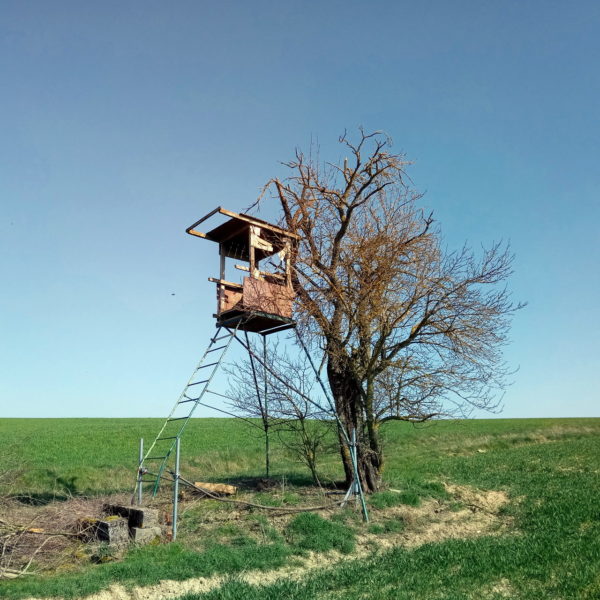 Lichte Ackerszene im Frühling. Hochsitz mit Stahlleiter zur Linken direkt neben einem noch nicht beblätterten Baum. Grüne Wiese unter graublauem, wolkenlosem Himmel.