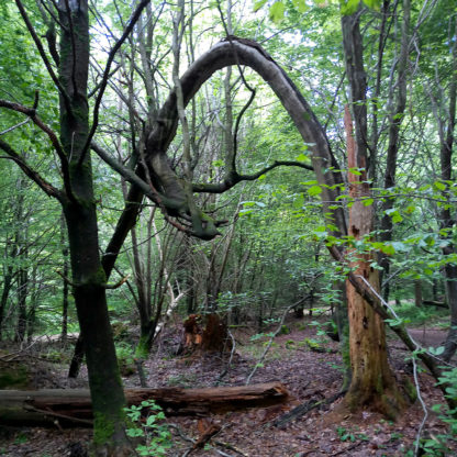 Ein verwilfderter Wald mit Holzbruch. von rechts unten biegt sich ein etwa 30 cm dicker Stamm in hohem Bogen zur linken Bildseite. Das Laub ist licht und frühlingsgrün.