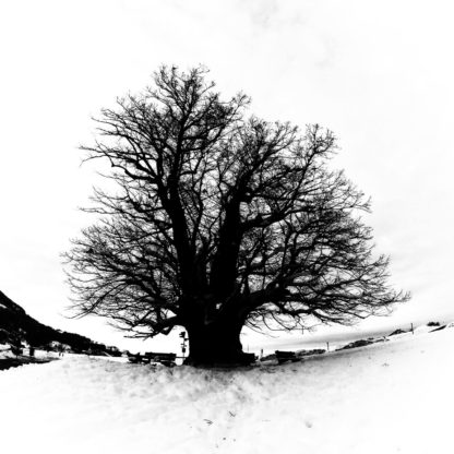 Silhouette eines uralten, riesigen Lindenbaums in Schneelandschaft.