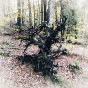 Die kahle Wurzel eines umgestürzen Baums züngelt in fahler Waldathmosphäre