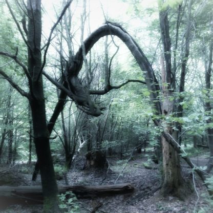 Kaltes Bild mitten im Wald zeigt einen gebogenen Baum, der wie ein zauberhaftes Tor wirkt. Seine Äste schlagen an der linken heruntergebogenen Bogenseite in die falsche Richtung. Also aus Baumsicht am Stamm herab, aber eben nach oben, da der Stamm in die falsche Richtung wächst.