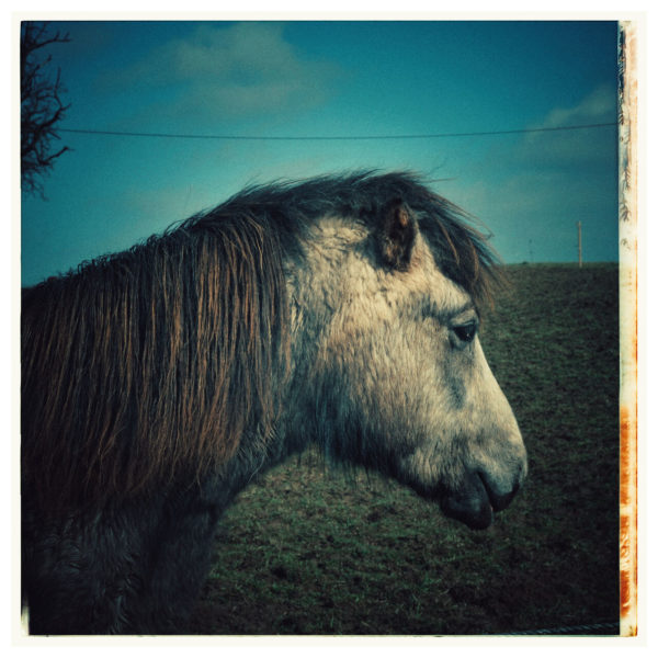 Ponykopf im Profil schaut nach rechts.