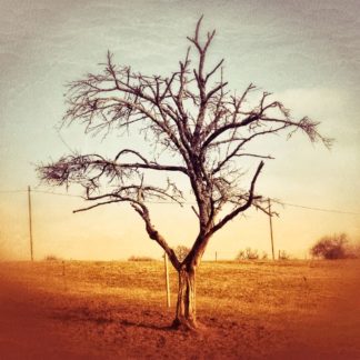 Rötliches Bild mit kahlem Baum