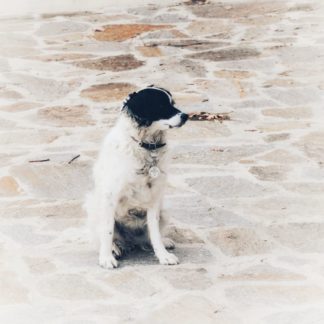 Flauschiger Hund sitzt vor einer Natursteinmauer. Er hat weißes Fell und schwarzen Kopf und wendet den Blick nach rechts