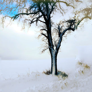 Der untere Teil eines winterkahlen Birnbaums versinkt im Schnee. Sturm verwehter Schnee klebt am Stamm.