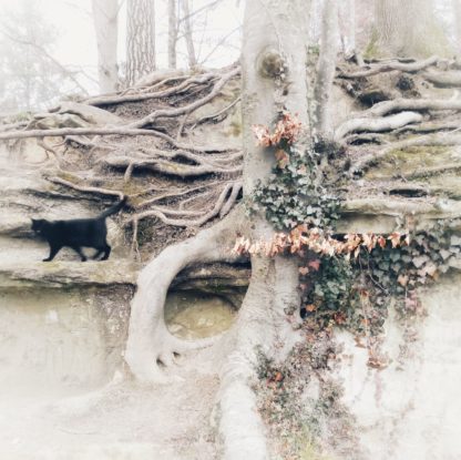 Schwarze Katze im Profil auf verwurzeltem Hügel. Blasse leicht beige Bildstimmung am Waldrand.