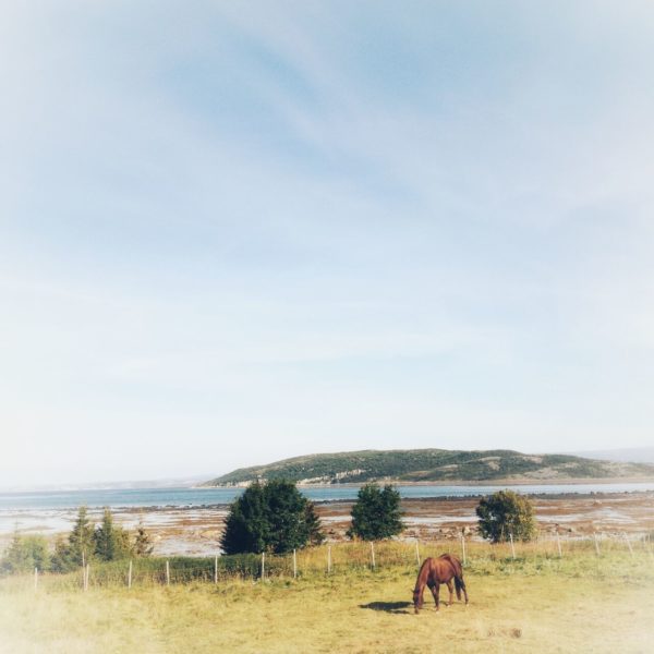 Weiter Blick über eine Weide, auf der ein braunes Pferd grast. Im Hintergrund eine Bucht und dahinter eine Landzunge. Vile hellblauer milchiger Himmel