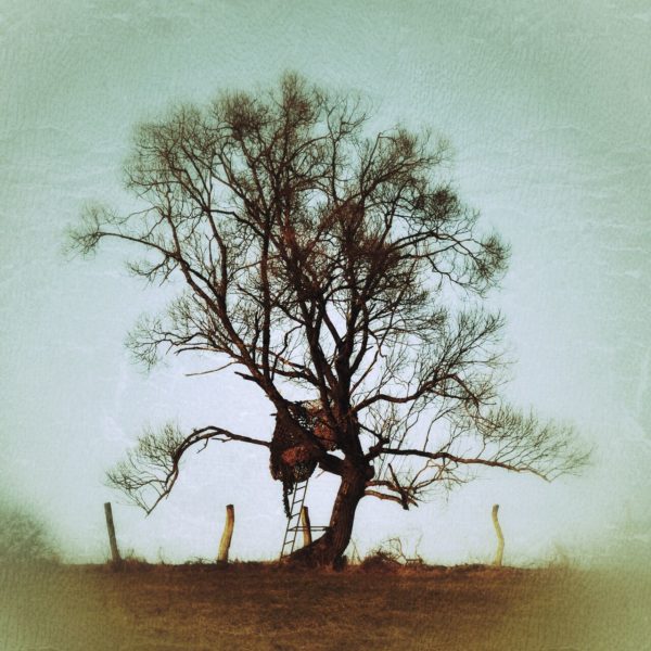 In einem großen Baum nistet ein Hochsitz. Gegenlichtaufnahme, sphärisch irgendwie und mit einer hellen Vignette umgeben wie Traum